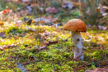 Orange-cap boletus mushroom. Autumn Leccinum grow in forest. Natural raw food growing in wood. Edible cep, vegetarian natural organic meal