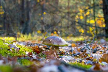 Big white mushroom in nature wood. Autumn mushrooms grow in forest. Natural raw food growing. Edible cep, vegetarian natural organic meal