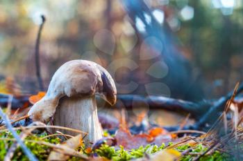 Porcini mushrooms in sunny wood. Autumn mushrooms grow in forest. Natural raw food growing. Edible cep, vegetarian natural organic meal