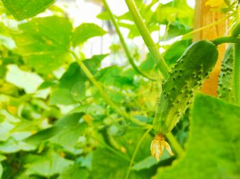 Cucumber plants growing in the garden. Vegetarian nature food. Agricultural farm vegetables