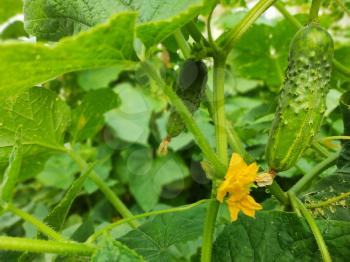 Cucumber plants growing in the garden. Vegetarian nature food. Agricultural farm vegetables