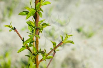 Peach seedlings on a gray land background. Young fruit tree grows in nature