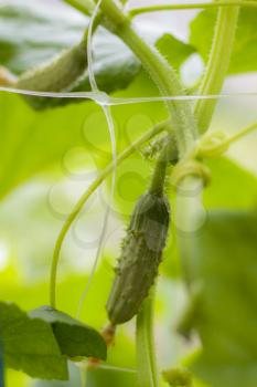 Small cucumbers growing in garden. Agriculture vegetable backdrop. Green cuke harvest