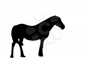 Silhouette Horse. Vector Illustration. EPS10