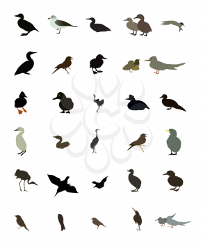 Set of black and white silhouettes of birds: dove, duck, gull, peacock and hummingbird. Vector illustration. EPS10