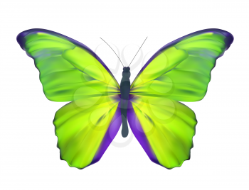 Green Butterfly Isolated on White Realistic Vector Illustration
