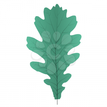 Naturalistic autumn oak leaves on White. Vector Illustration. EPS10