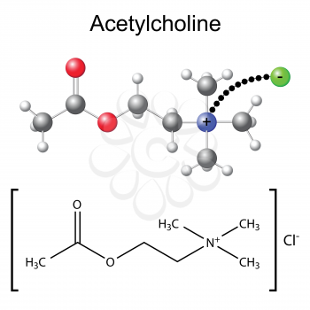 Structural chemical formula and model of acetylcholine with chloride ion, 2d & 3d Illustration, isolated on white background, vector, eps 8