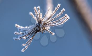 Ice crystals, which are located on the dried winter flowers