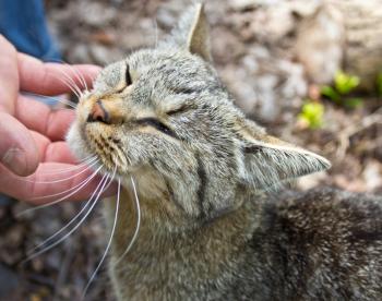 Cat takes pleasure in stroking and gently fondled in hand. 