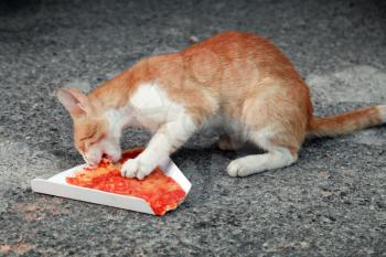 Red cat eats pizza on the asphalt