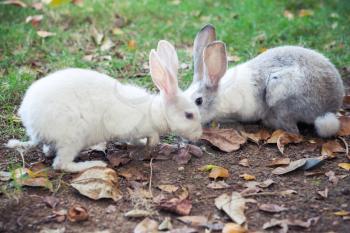 Gray and white rabbits sitting on green grass