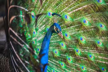 Closeup photo of wild Peacock with feathers out