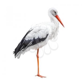 Standing on one leg stork bird isolated on white background