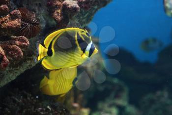 Tropical yellow and black aquarium fish, closeup photo with shallow DOF