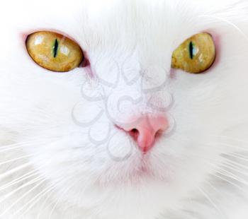 White cat with yellow eyes closeup portrait