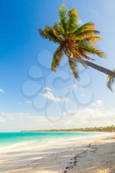 Palm tree on empty sandy beach. Coast of Atlantic ocean, Dominican republic