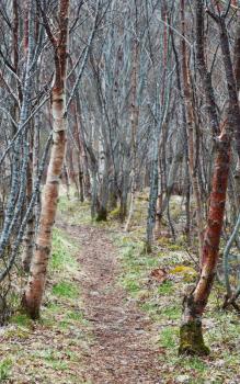 Narrow footpath goes through birch forest in spring season