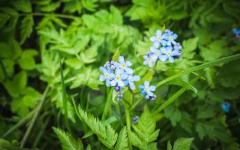 Forget me not. Blue wild flowers in spring forest. Macro photo with selective focus
