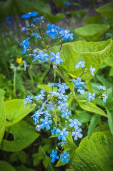 Forget me not. Blue wild flowers in spring forest. Vertical photo with selective focus