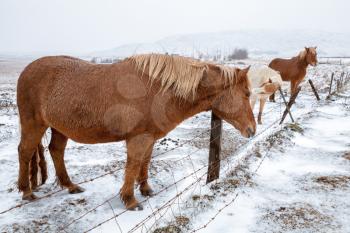 Icelandic horses stand on meadow near barbed wire farm fence in winter season