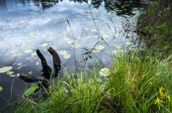 Still lake coast with grass and dark snag in the water. Ladoga, Russia