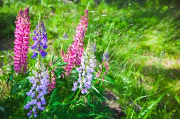 Colorful lupine flowers on the meadow in summer  season