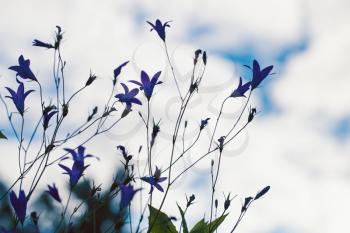 Bellflowers silhouettes in summer garden, closeup photo with soft selective focus