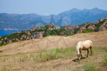 Horse grazing on the coastal hills of Corsica island, France