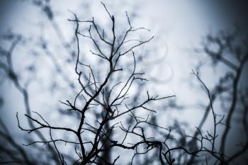 Leafless trees branches background. Monochrome blue toned silhouette photo with soft selective focus