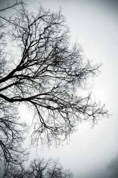 Bare trees over gray sky. Monochrome vertical background photo
