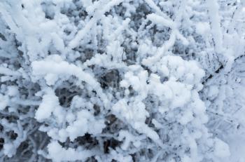 Branches with show and frost, winter nature, background photo with soft selective focus