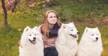 Happy girl walks with three white Samoyed dogs in autumn park