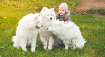 Little Caucasian girl walking with three white Samoyed dogs in autumn park