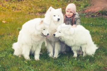 Little girl walking with three white Samoyed dogs in autumn park