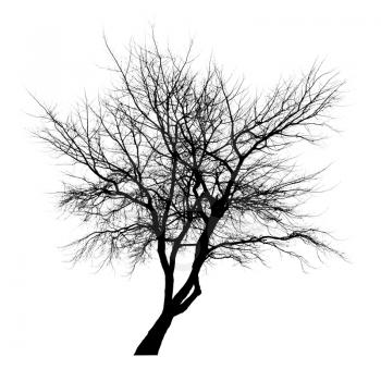 Leafless bare tree silhouette isolated on white background. Stylized photo 