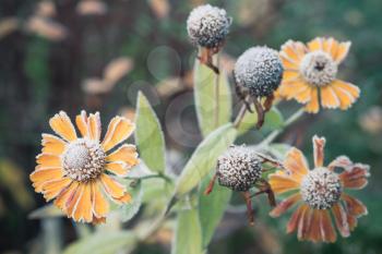 Early frosts. Helenium flowers covered with hoarfrost, macro photo with selective focus