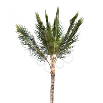 Natural photo of coconut palm tree isolated on white background