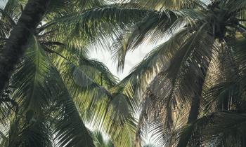 Dark coconut palm trees leaves, tropical background. Dominican Republic nature