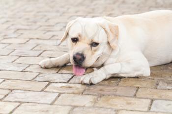 Young yellow Labrador Retriever lays on a cobblestone ground