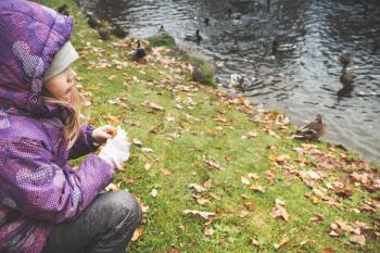 Little girl feeds ducks on a pond coast in public autumn park, close-up photo