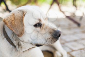 Profile portrait of white Labrador Retriever dog