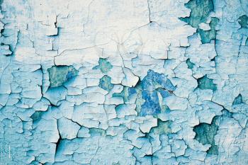 Grunge blue wall with peeling paint, close-up background photo texture