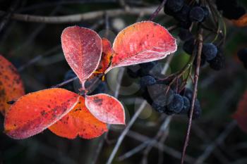 Aronia bush red leaves macro photo. It cultivated as ornamental plants and as food products. The sour berries can be eaten raw