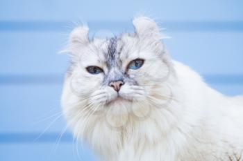 Portrait of cute American Curl cat with blue eyes