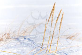 Winter coastal nature fragment, dry frozen sedge grass with snow