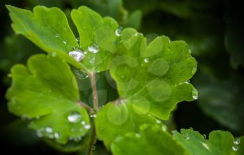 Macro of fresh green leaf with shining dew in Spring forest