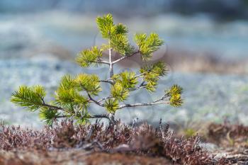 Norwegian spring nature fragment. Small young pine tree on blurred background