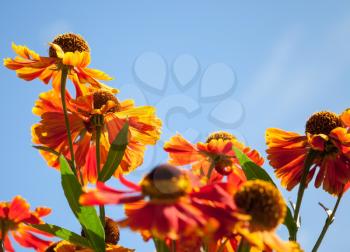 Bright red and orange Helenium flowers in the sunshine above blue sky