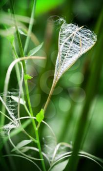 Dry flower of Fireweed (Chamerion angustifolium). Macro photo of fluff with seeds